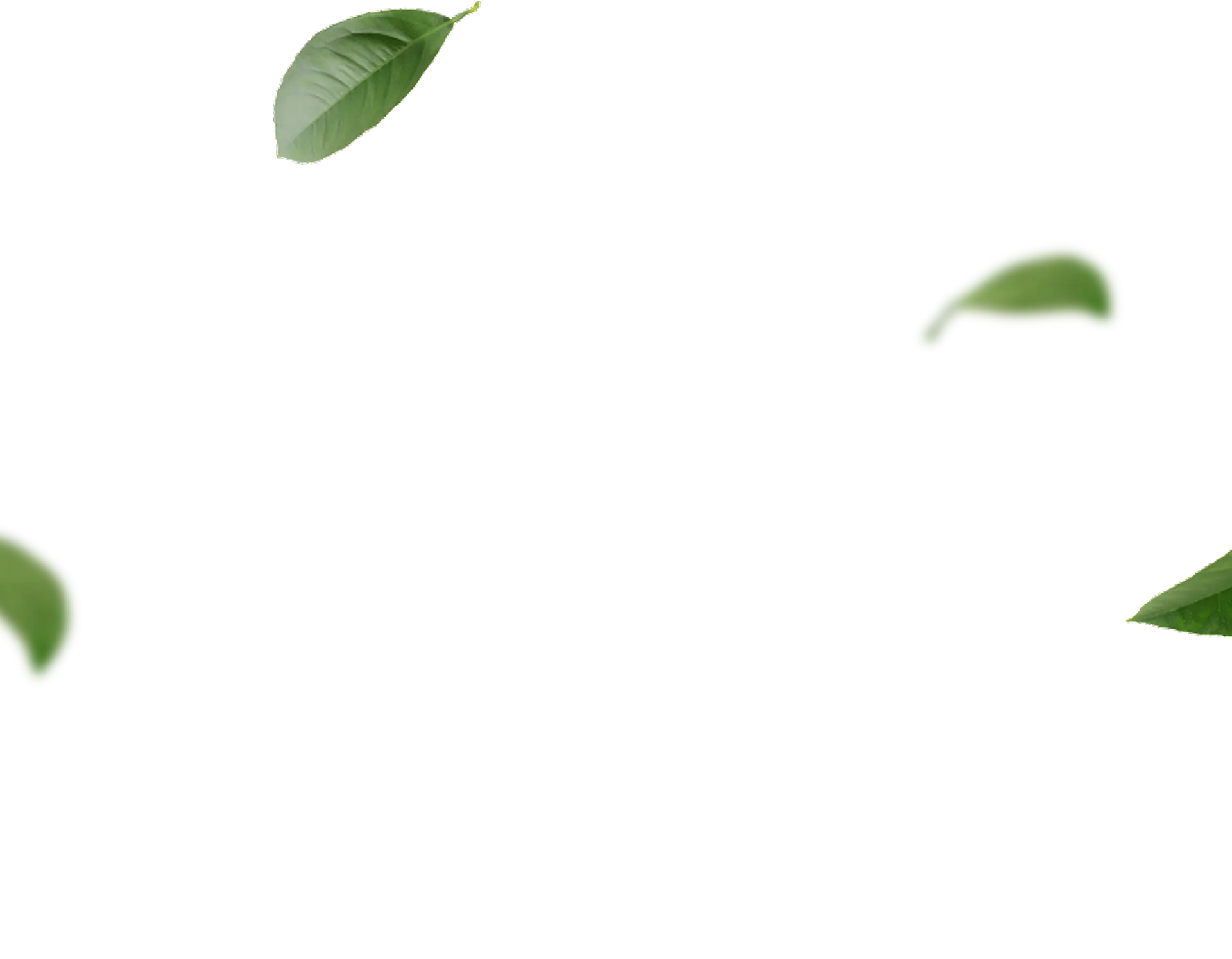 Leaves background